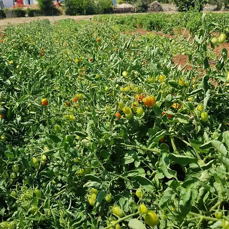 Masseria Soluco Отель типа 