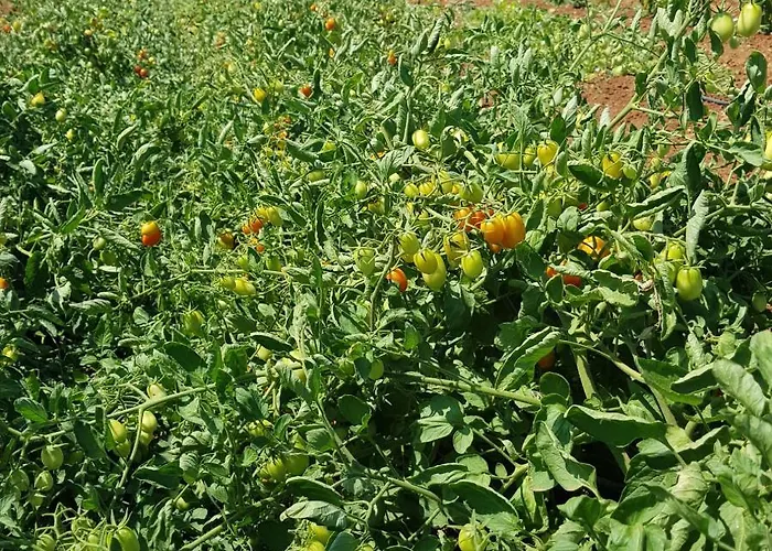 Masseria Soluco Bed & Breakfast Monopoli